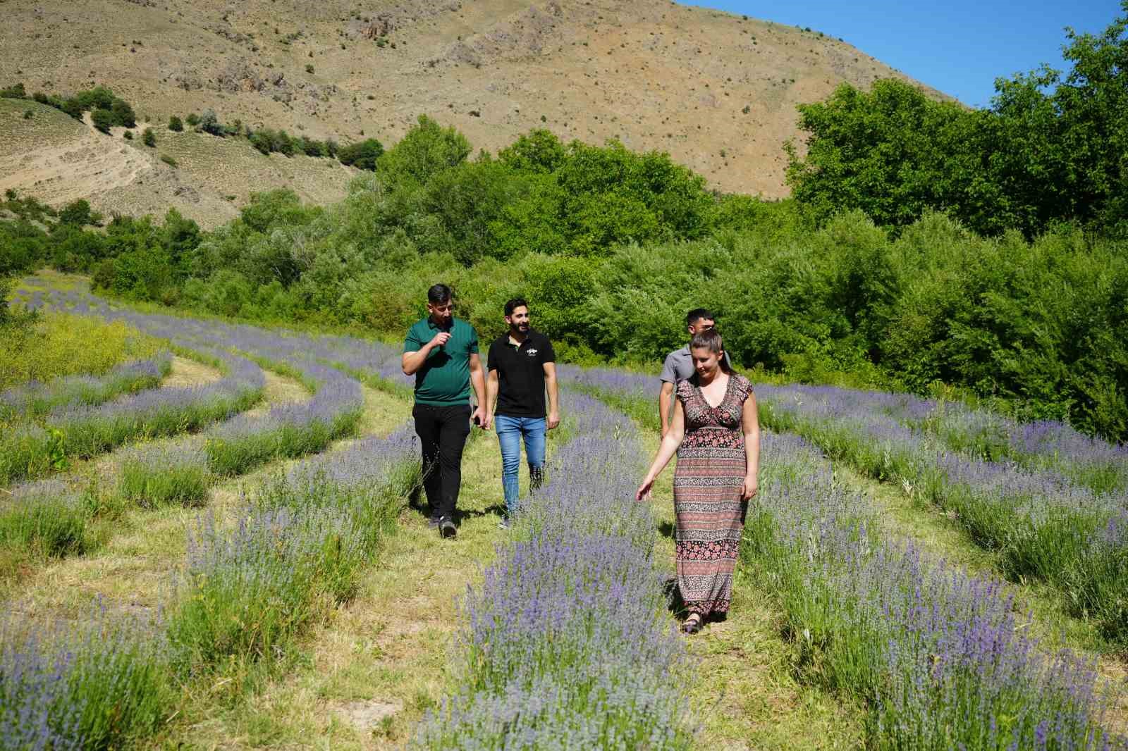Erzincan’daki lavanta bahçesi ziyaretçilerin ilgi odağı oldu