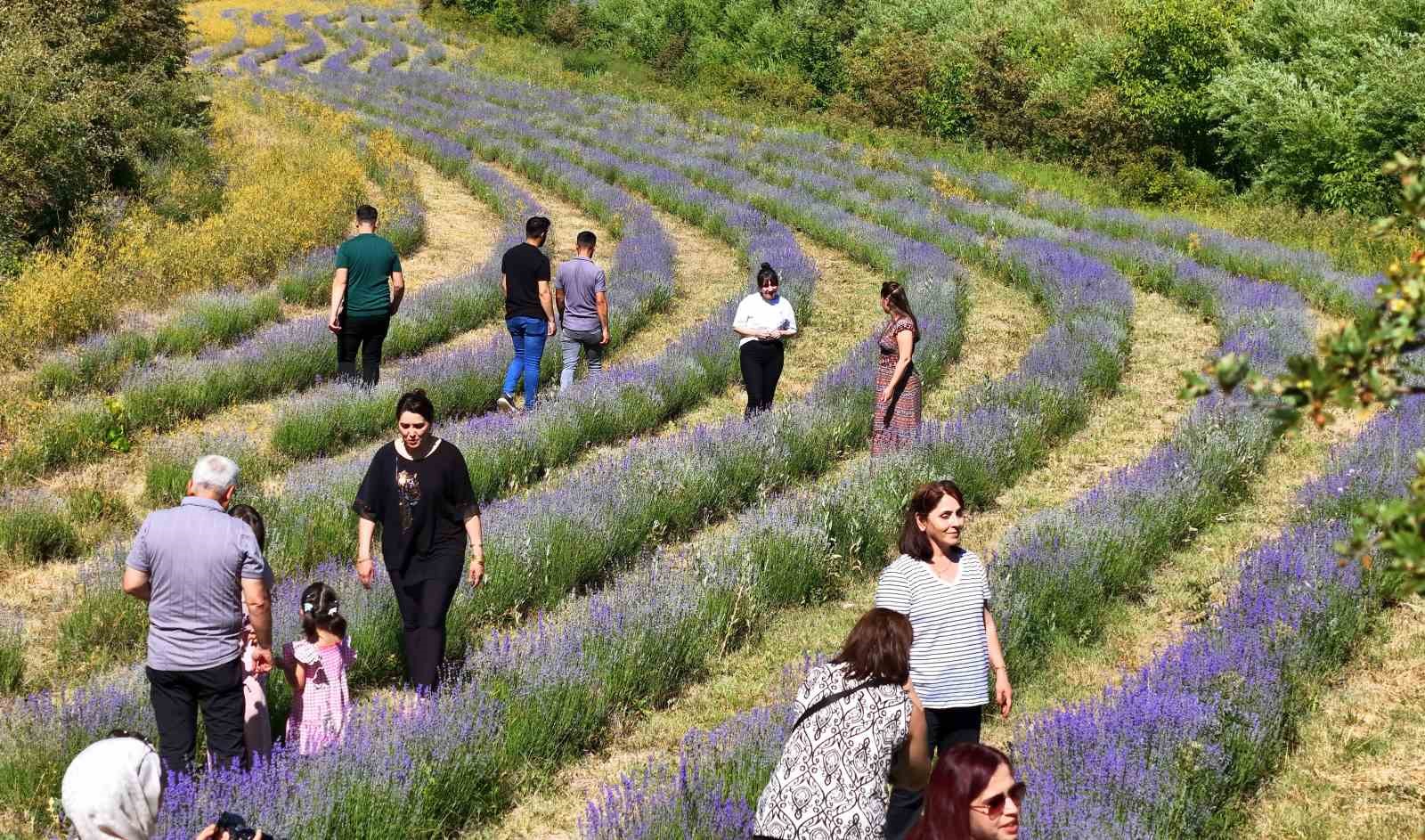 Erzincan’daki lavanta bahçesi ziyaretçilerin ilgi odağı oldu