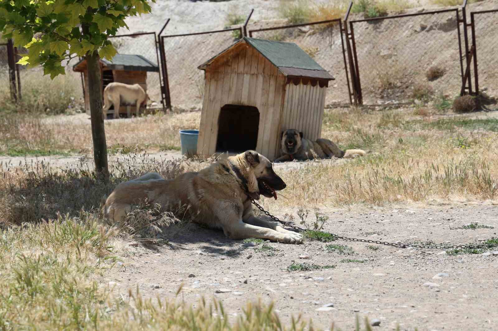 Soğuk havaya göğüs geren Kangal köpekleri sıcak yaz aylarında miskinleşiyor
