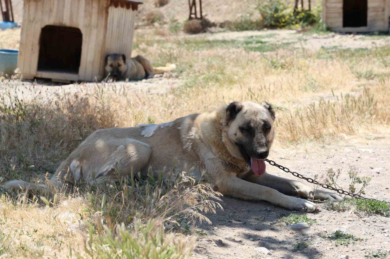 Soğuk havaya göğüs geren Kangal köpekleri sıcak yaz aylarında miskinleşiyor