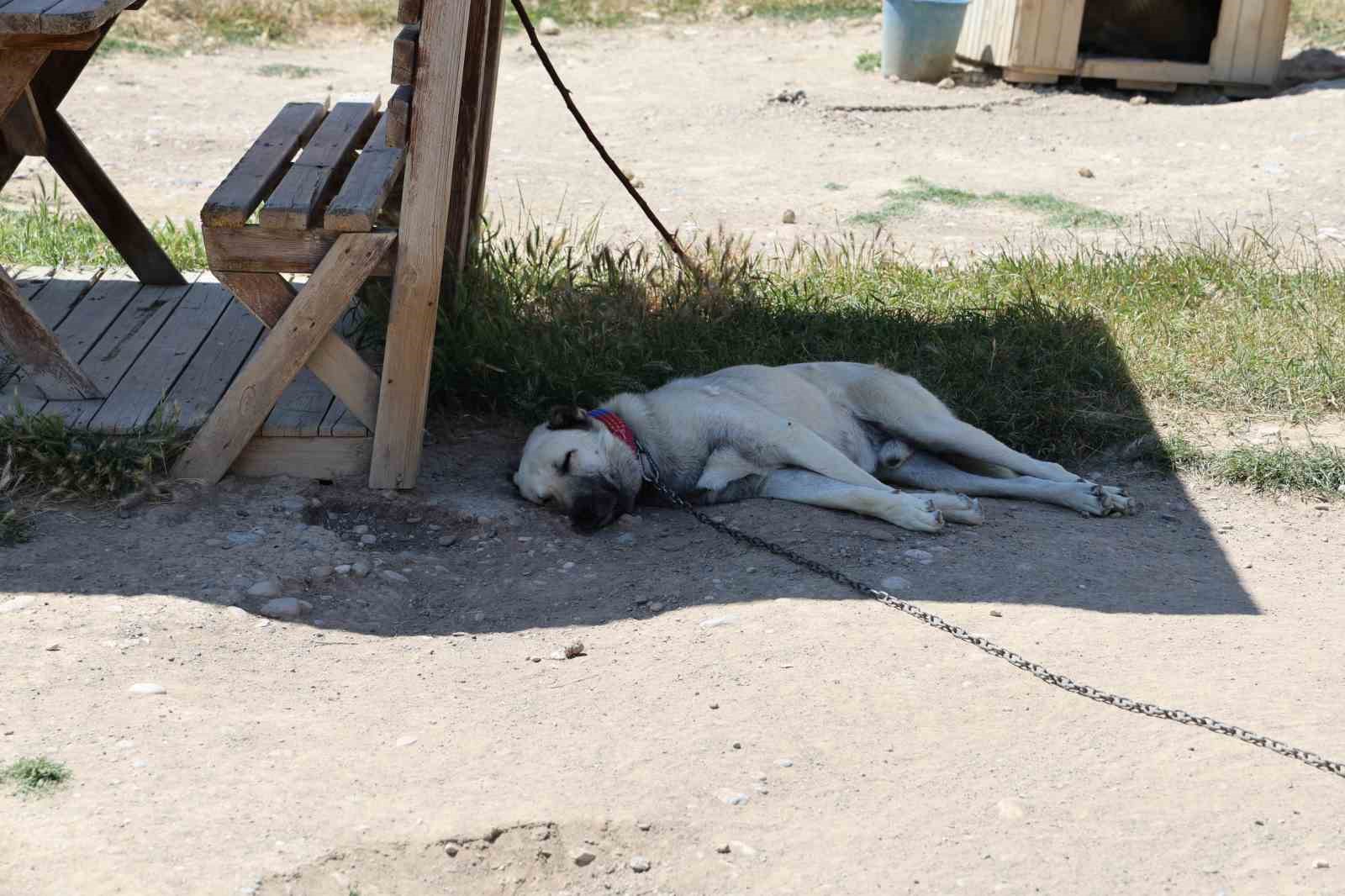 Soğuk havaya göğüs geren Kangal köpekleri sıcak yaz aylarında miskinleşiyor