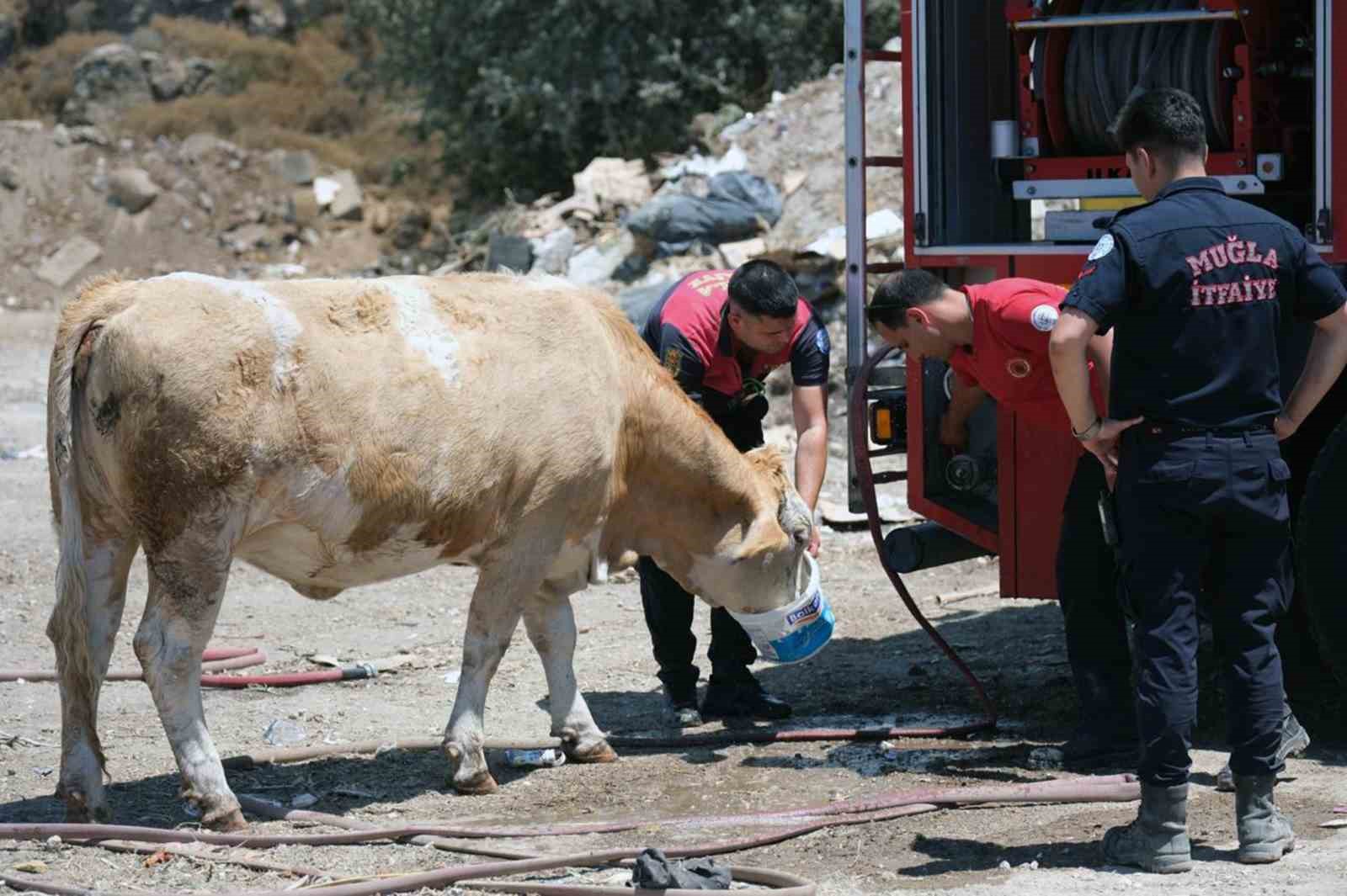 Yangın bölgesinde susayan ineklere temiz can suyu