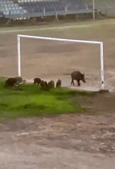 Milas’ta yaban domuzları futbol sahasını mesken tuttu