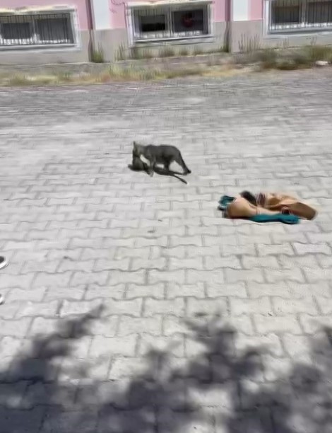 Havalandırma kazanına düşen 2 yavru kediyi öğretmen ve personel kurtardı