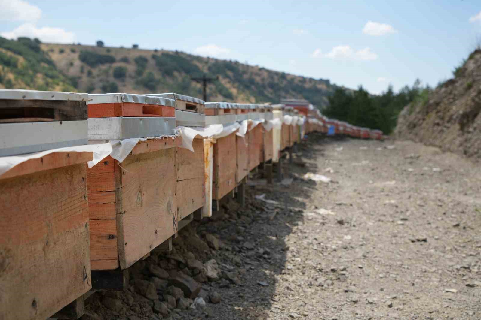 Bin 200 çeşit endemik bitki türüyle 4 kuşaktır süren gelenek: Kanyon balında 4 tonluk rekolte