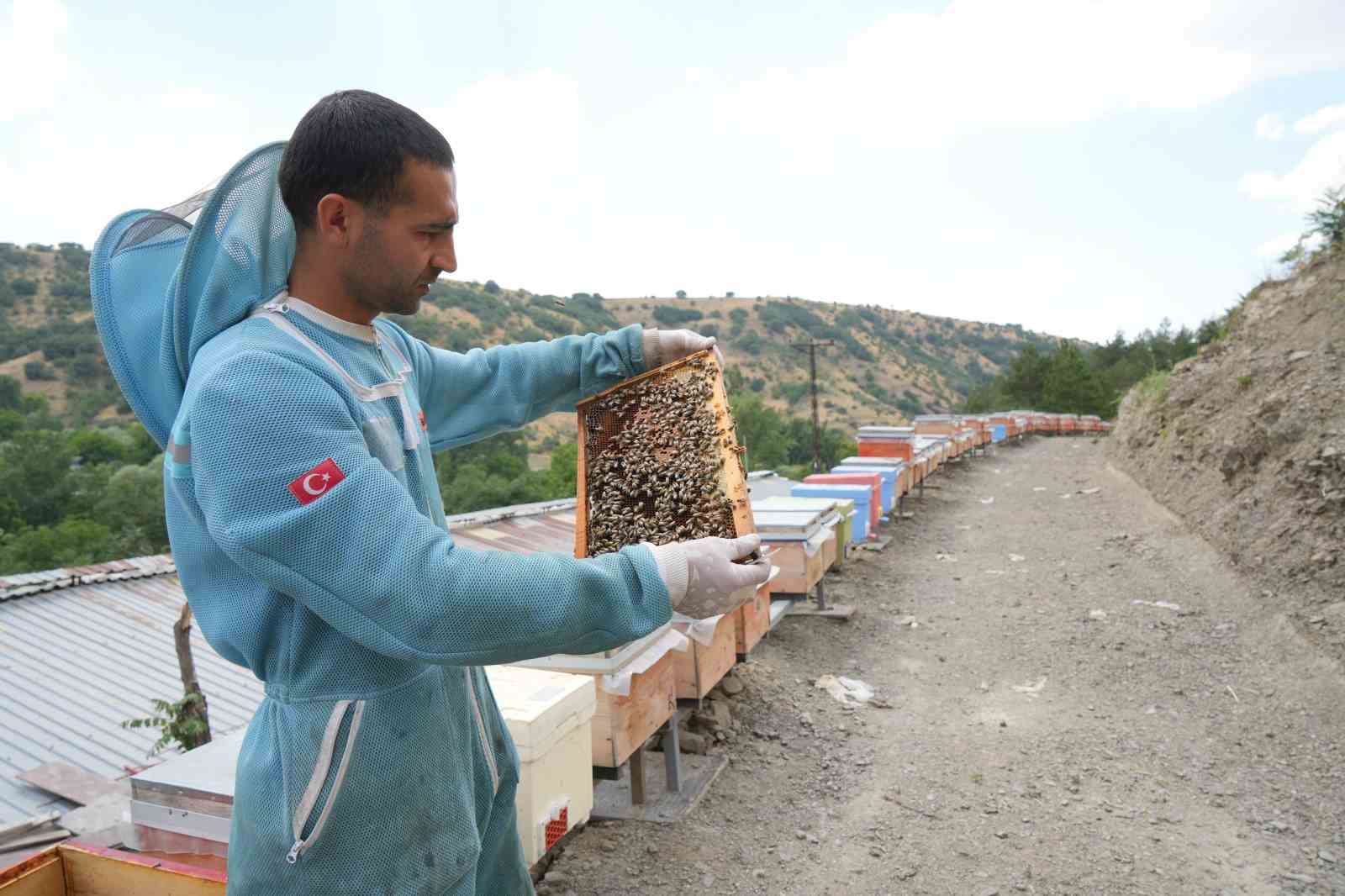 Bin 200 çeşit endemik bitki türüyle 4 kuşaktır süren gelenek: Kanyon balında 4 tonluk rekolte