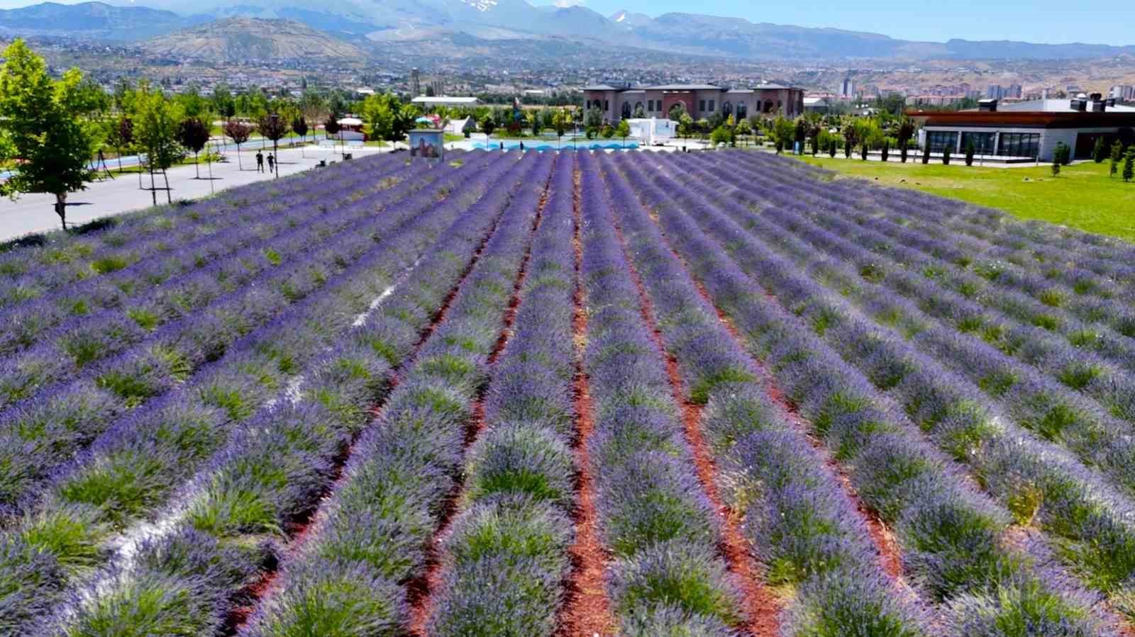 Büyükşehirin lavanta bahçesi, Erciyes manzarasıyla ziyaretçilerini büyülüyor