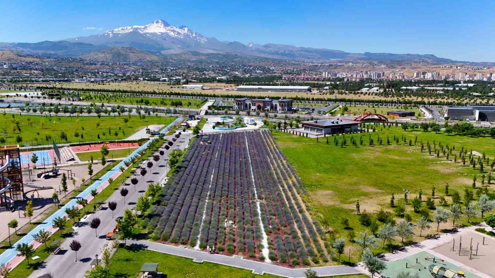 Büyükşehirin lavanta bahçesi, Erciyes manzarasıyla ziyaretçilerini büyülüyor