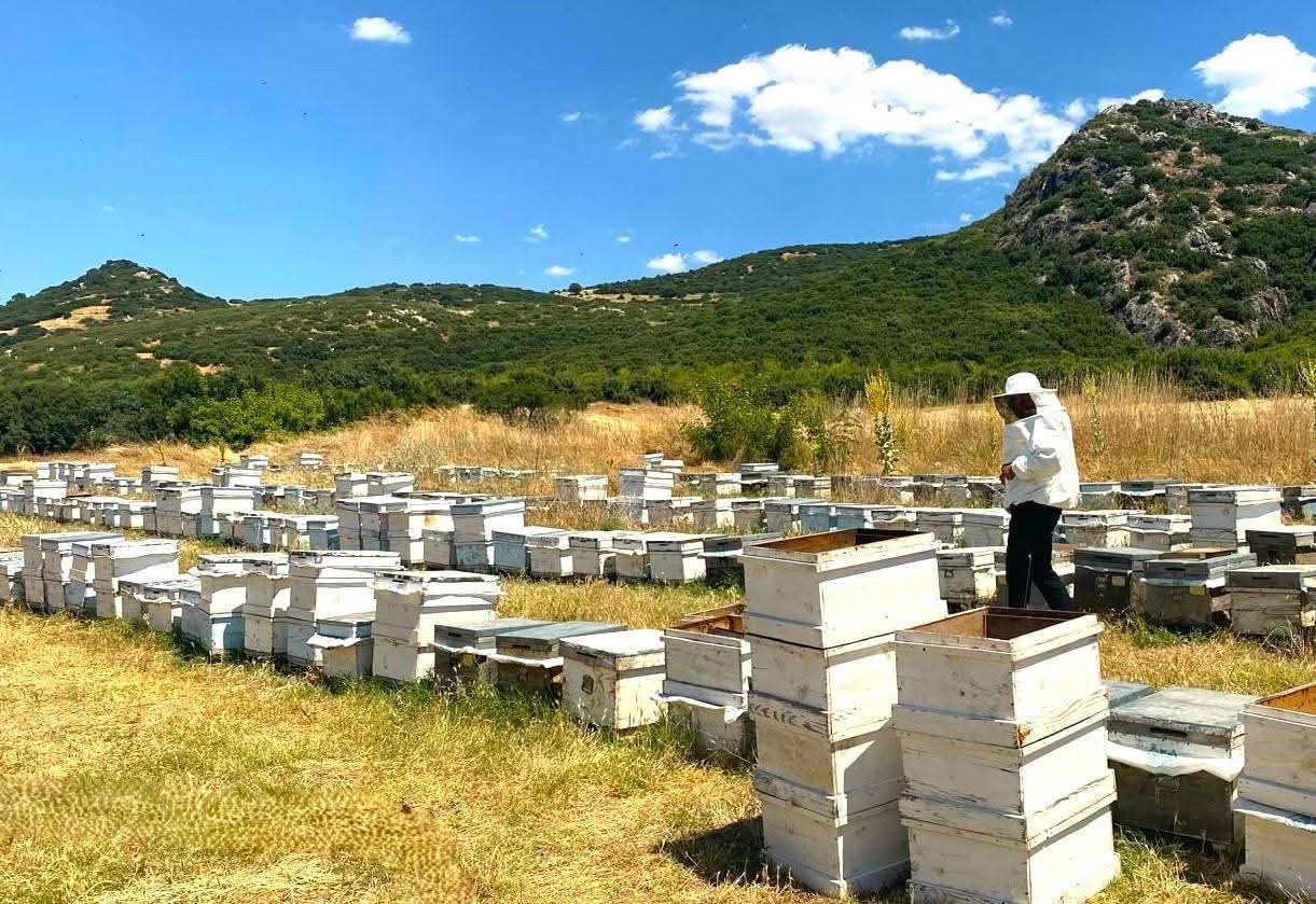 ’Arıcılık Kayıt Sistemi’ güncelleme çalışmaları sürüyor