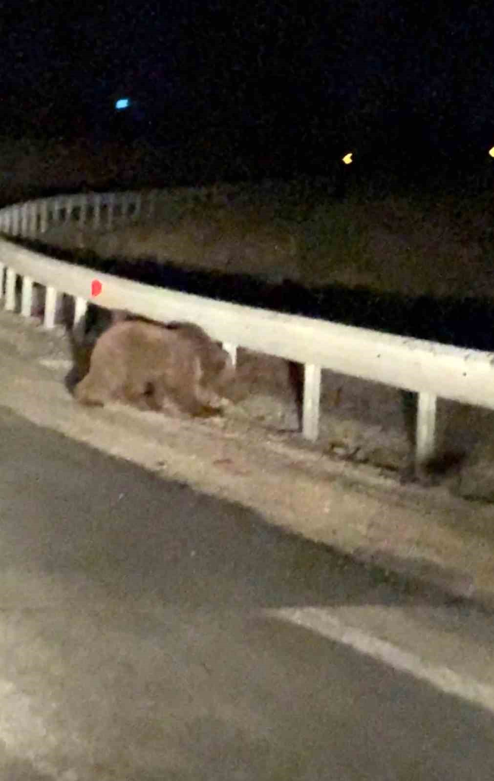 Gece sürprizi: İki ayı yavrusu kamerada