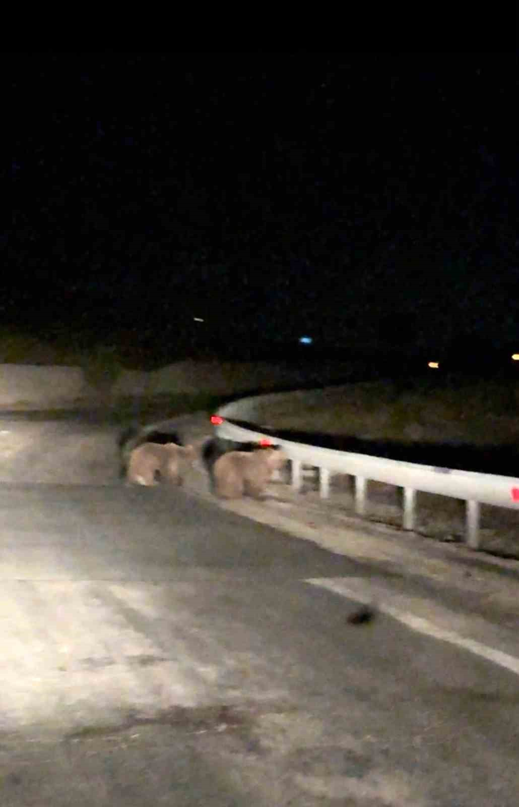Gece sürprizi: İki ayı yavrusu kamerada