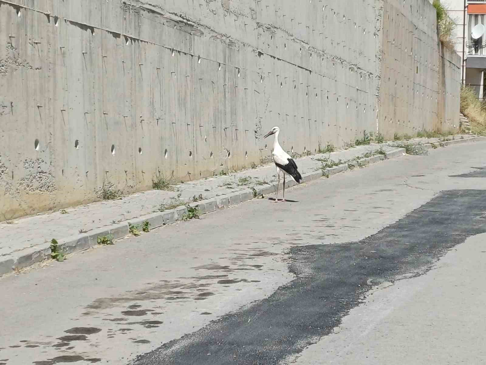 Yaralı leylek koruma altına alındı