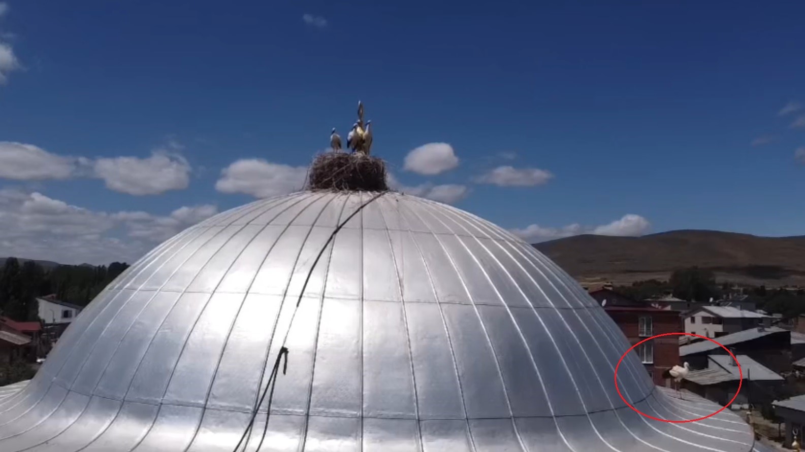 Bayburt’ta yuvasına dönemeyen yavru leylek ekipleri harekete geçirdi