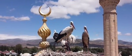 Bayburt’ta yuvasına dönemeyen yavru leylek ekipleri harekete geçirdi