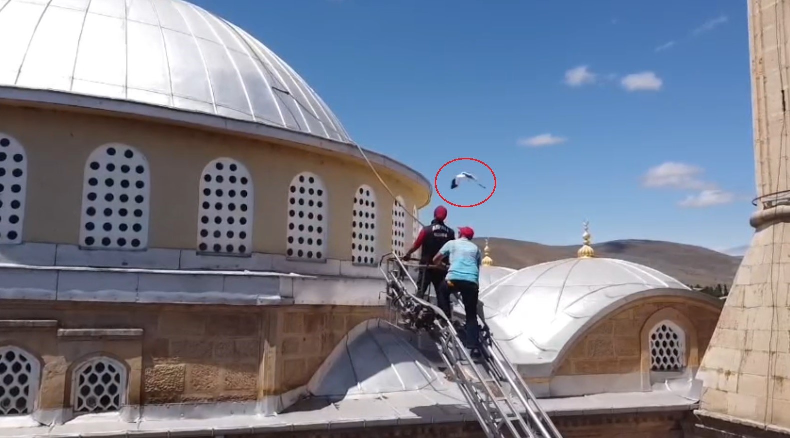 Bayburt’ta yuvasına dönemeyen yavru leylek ekipleri harekete geçirdi