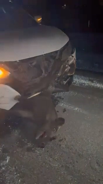 Elazığ’da domuza çarpan cip, hasar aldı