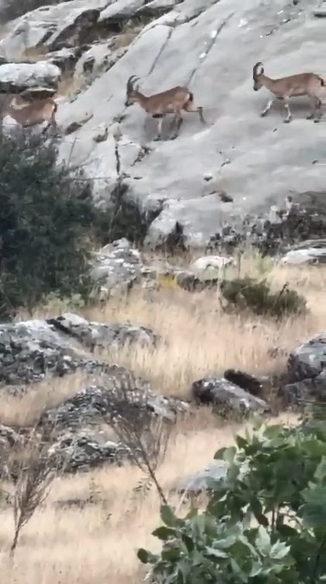 Elazığ’da dağ keçileri dronla görüntülendi