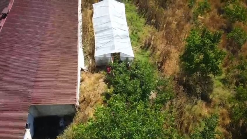 Tekirdağ’da bağ evine narkotik operasyonu: 109 kök hint keneviri ele geçirildi