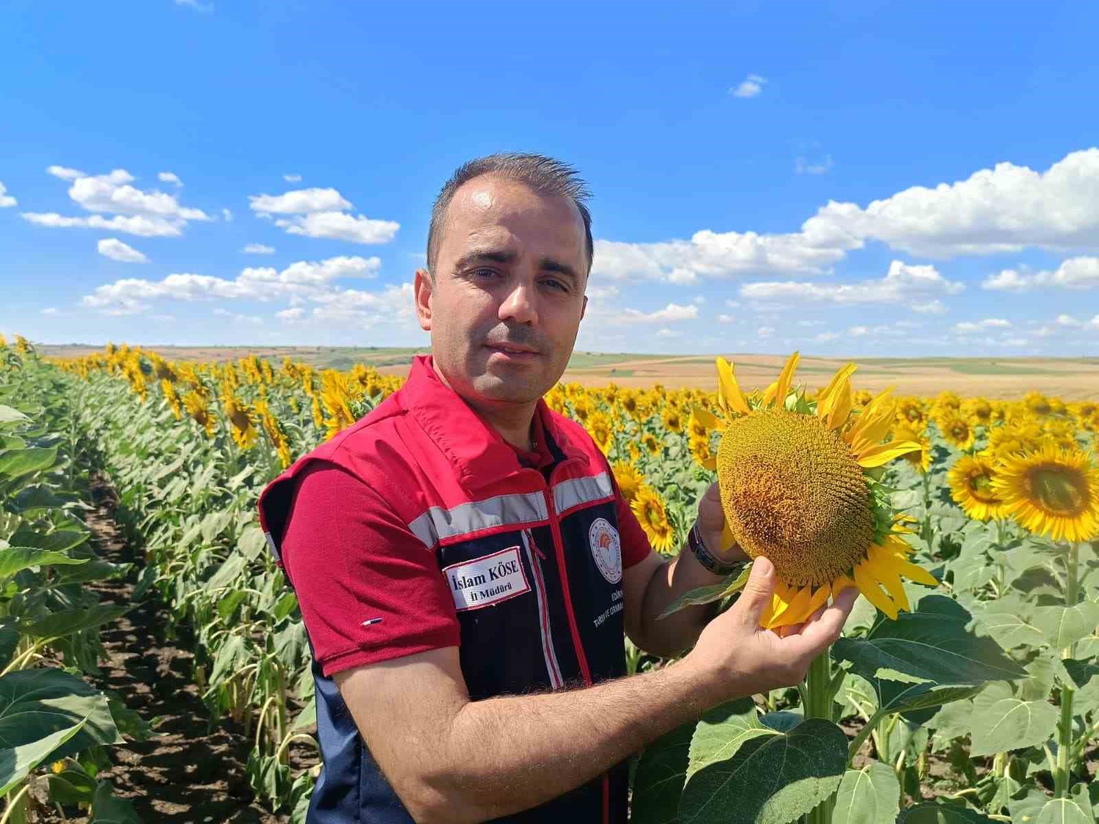 Trakya’nın sarı gelininden 250 bin tonluk umut