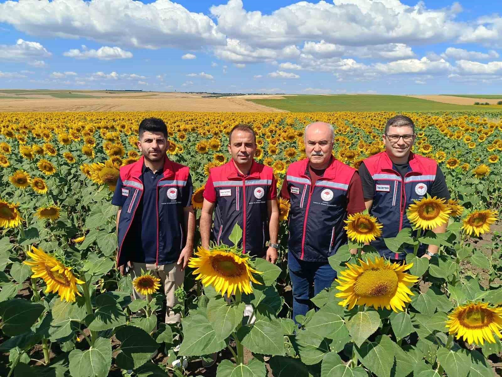 Trakya’nın sarı gelininden 250 bin tonluk umut