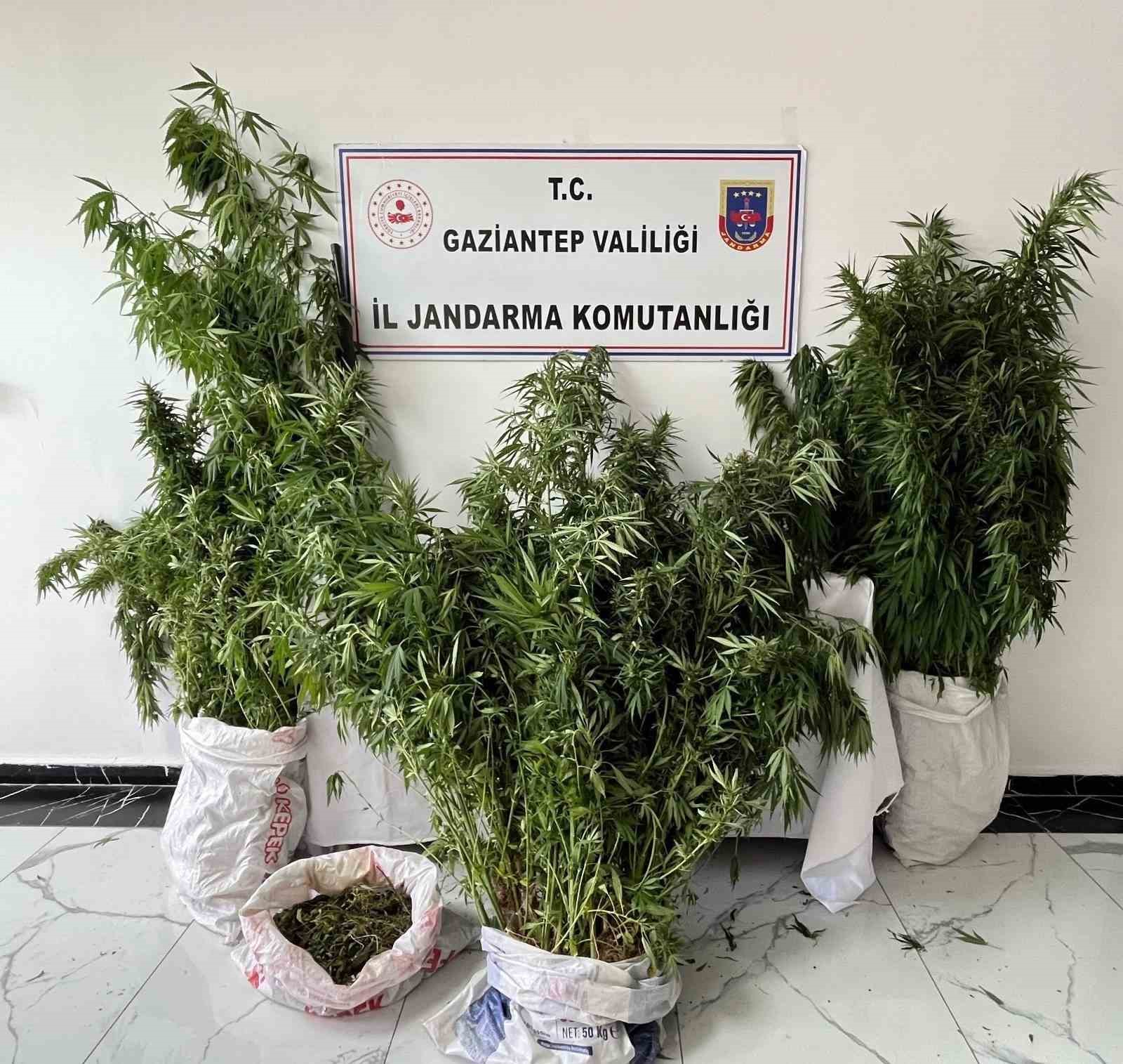 Gaziantep’te 215 kök kenevir ele geçirildi: 1 gözaltı