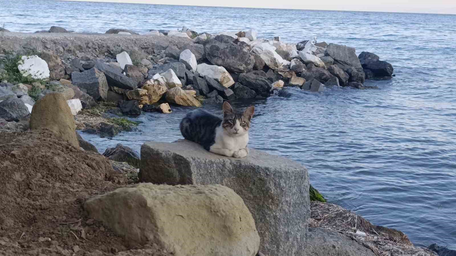 Tekirdağ sahili sıcak havada sessizliğe büründü: Sahilin yeni sahipleri kediler oldu