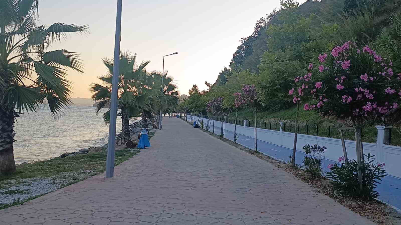 Tekirdağ sahili sıcak havada sessizliğe büründü: Sahilin yeni sahipleri kediler oldu