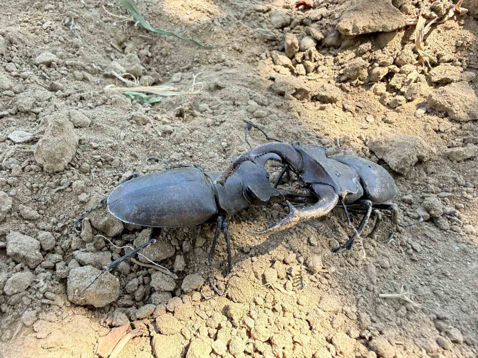 Nesli tükenme tehlikesi altındaki geyik böceği Gördes’te görüldü
