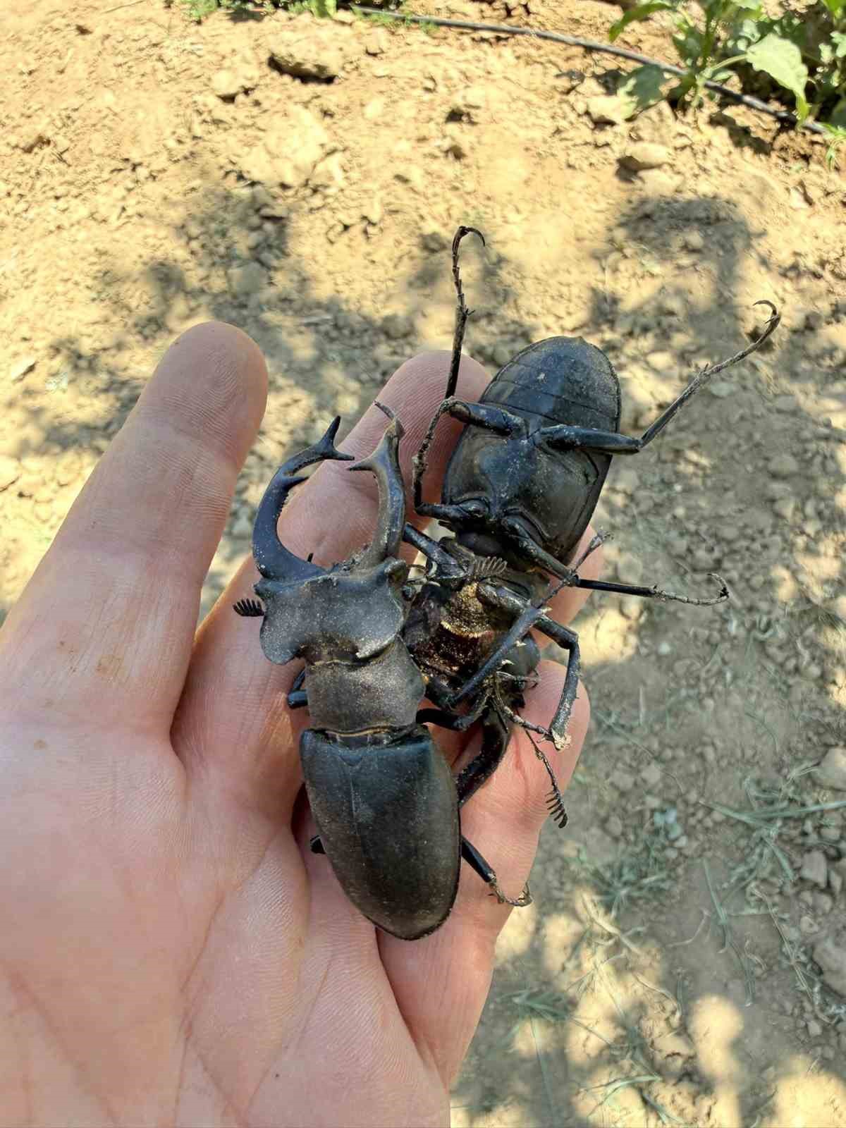 Nesli tükenme tehlikesi altındaki geyik böceği Gördes’te görüldü