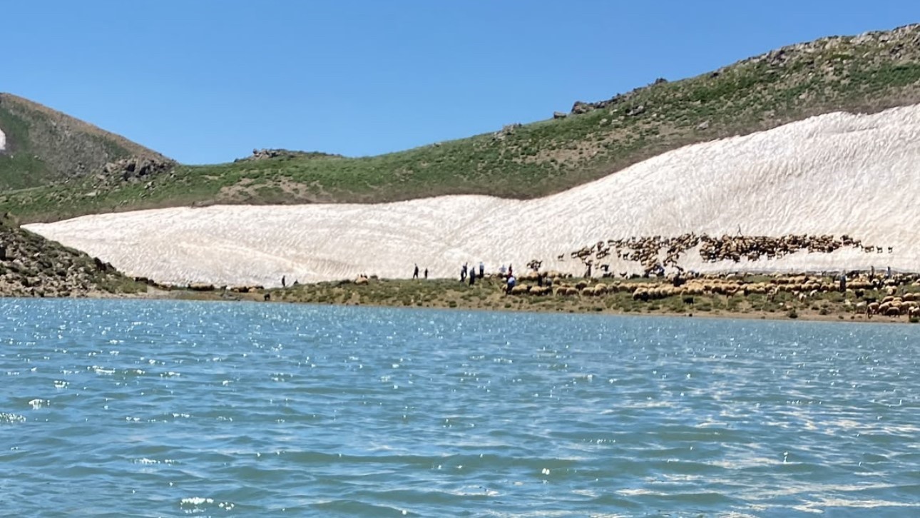 Yüksekova’da hız kesmeyen sağlık mesaisi: Şarbon aşılama çalışmaları sürüyor