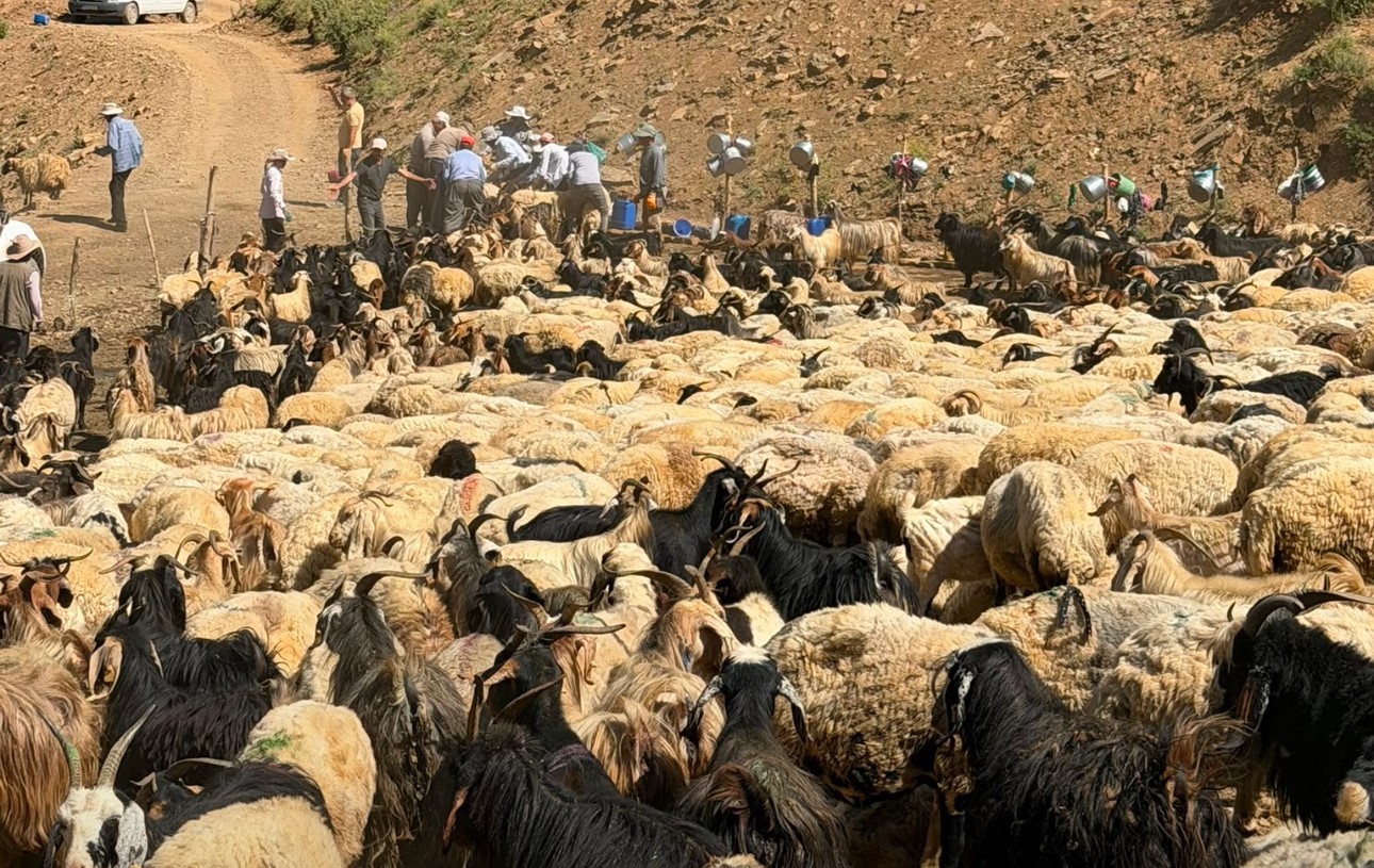 Yüksekova’da hız kesmeyen sağlık mesaisi: Şarbon aşılama çalışmaları sürüyor