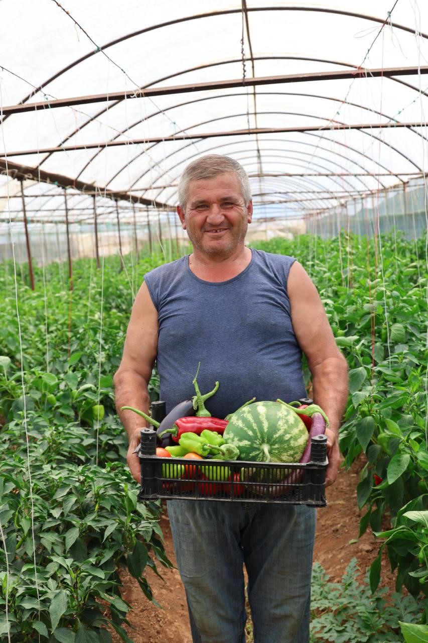Üreten Bodrum’da hasat devam ediyor