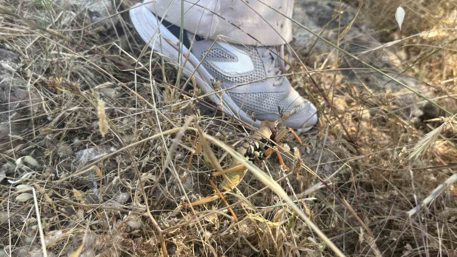 Diyarbakır’da görülen etçil çekirgeler boyutlarıyla dikkat çekti