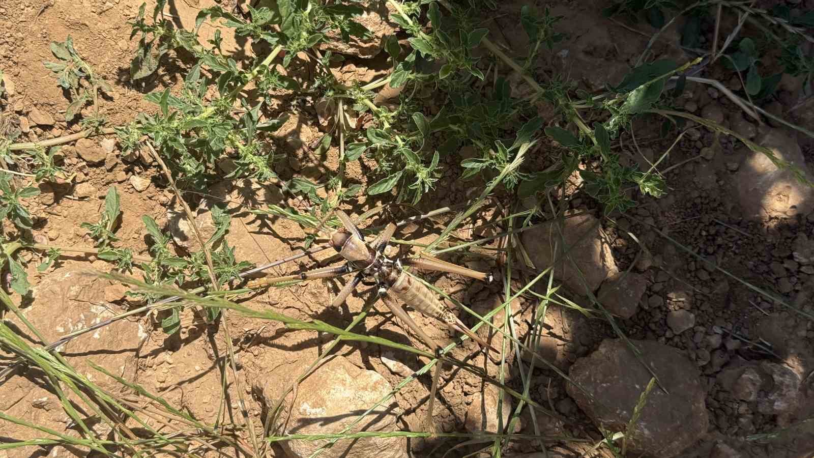 Diyarbakır’da görülen etçil çekirgeler boyutlarıyla dikkat çekti