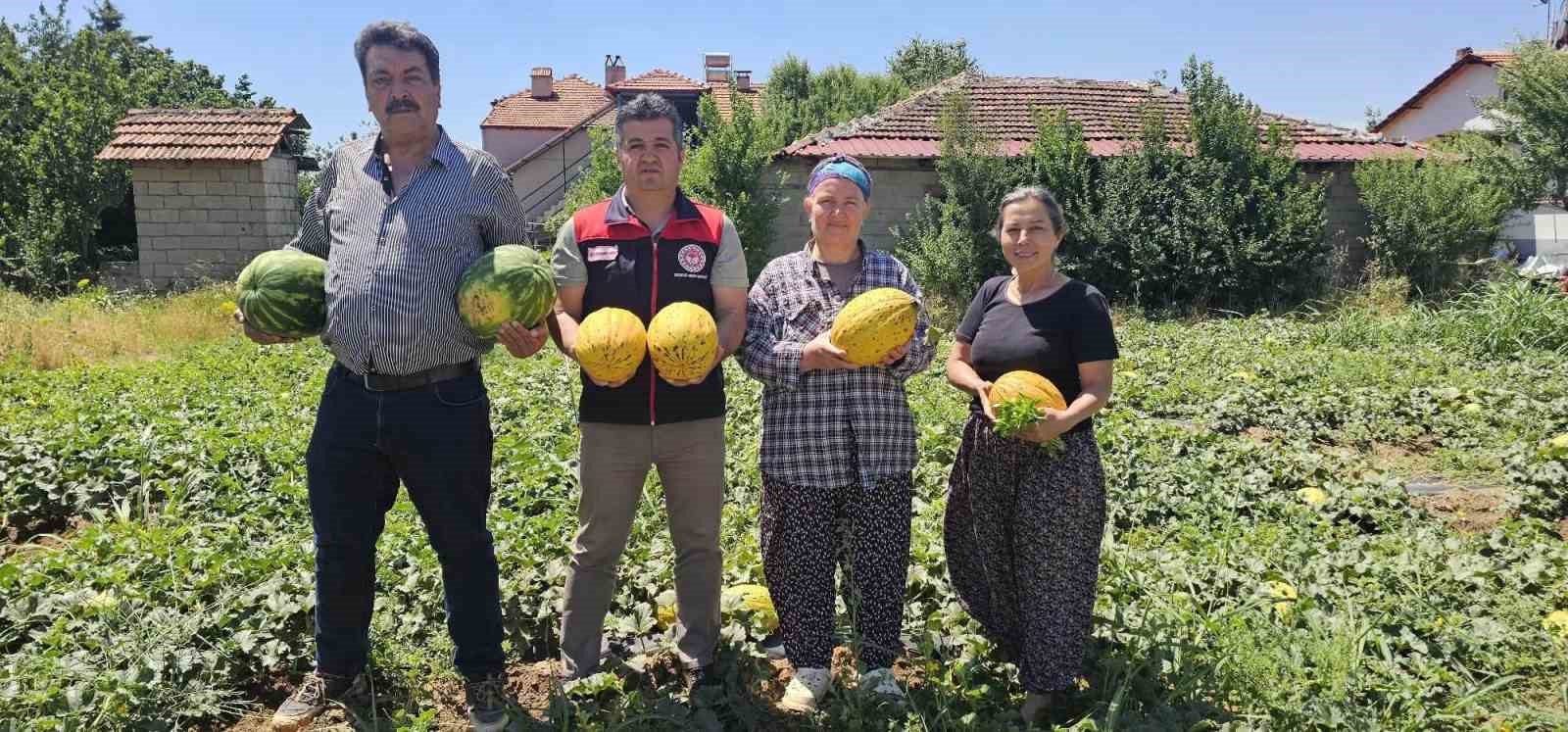Coğrafi işaretli Acıpayam kavununda ilk hasat yapıldı