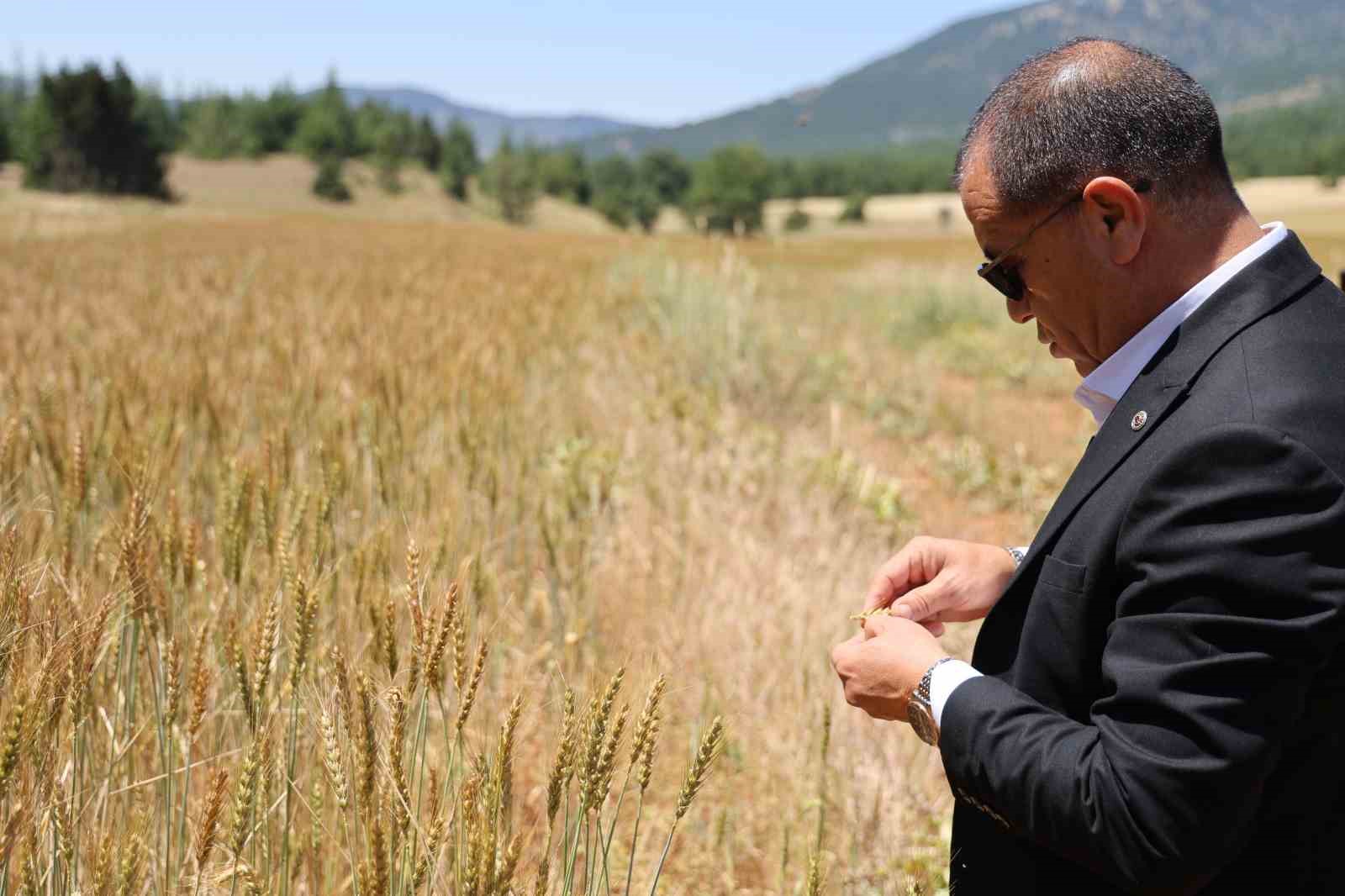 Çorak araziler belediye başkanının girişimiyle yeniden üretime kazandırıldı