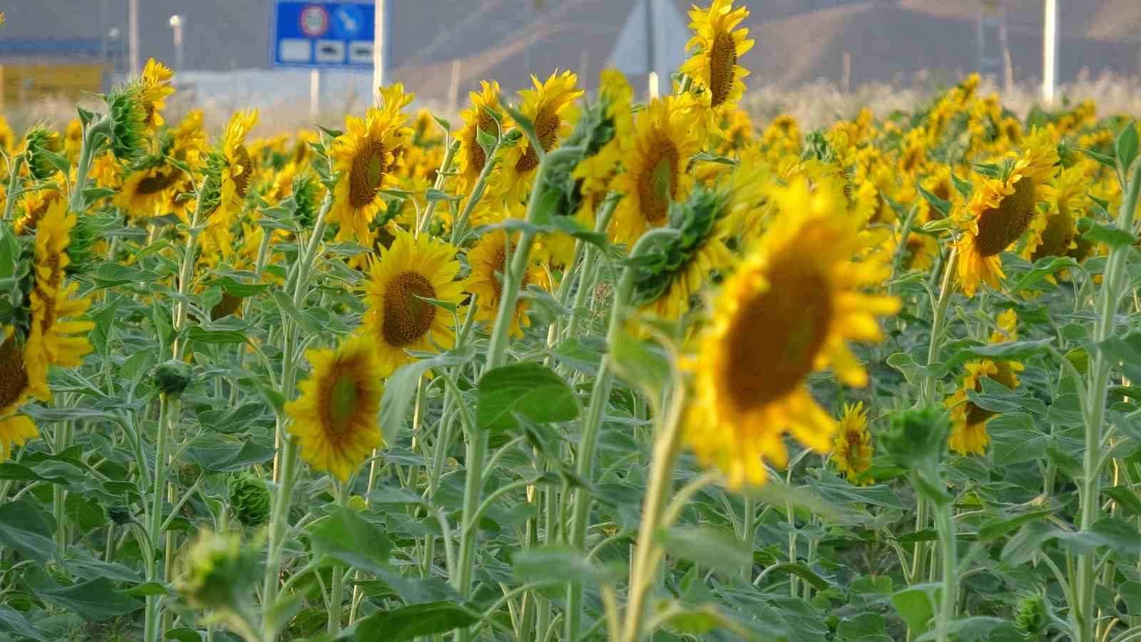 Malatya’nın çerezlik ayçiçeği üssünde hasat için geri sayım