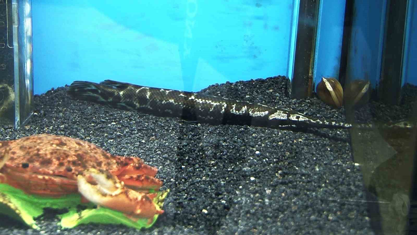 Akvaryumseverler artık süs balıklarını değil, egzotik ve tehlikeli türleri tercih ediyor