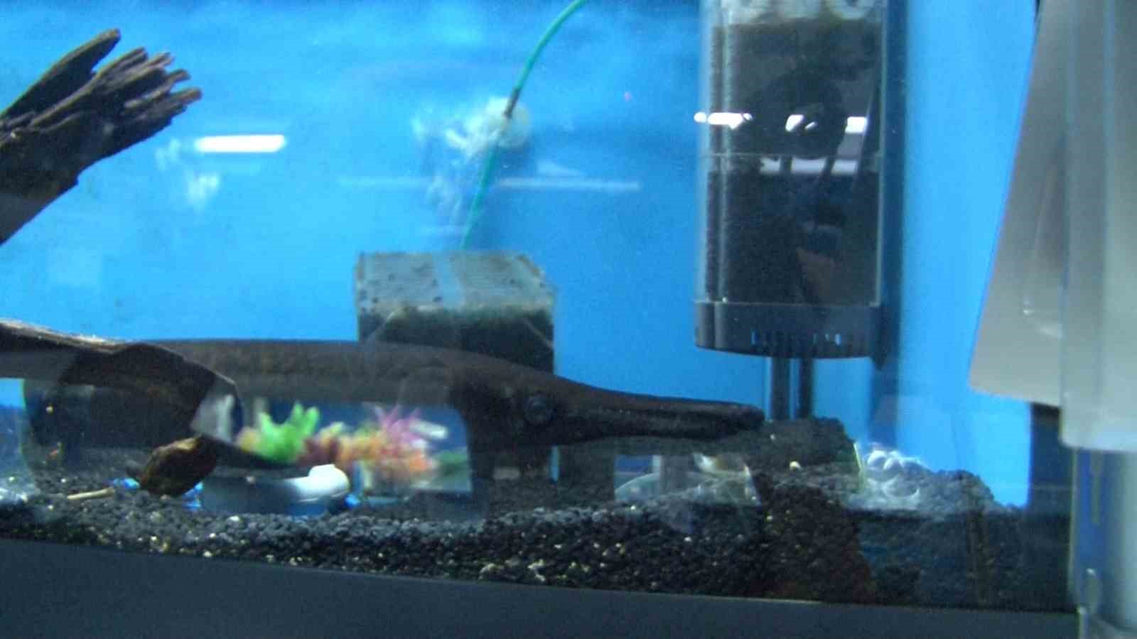 Akvaryumseverler artık süs balıklarını değil, egzotik ve tehlikeli türleri tercih ediyor