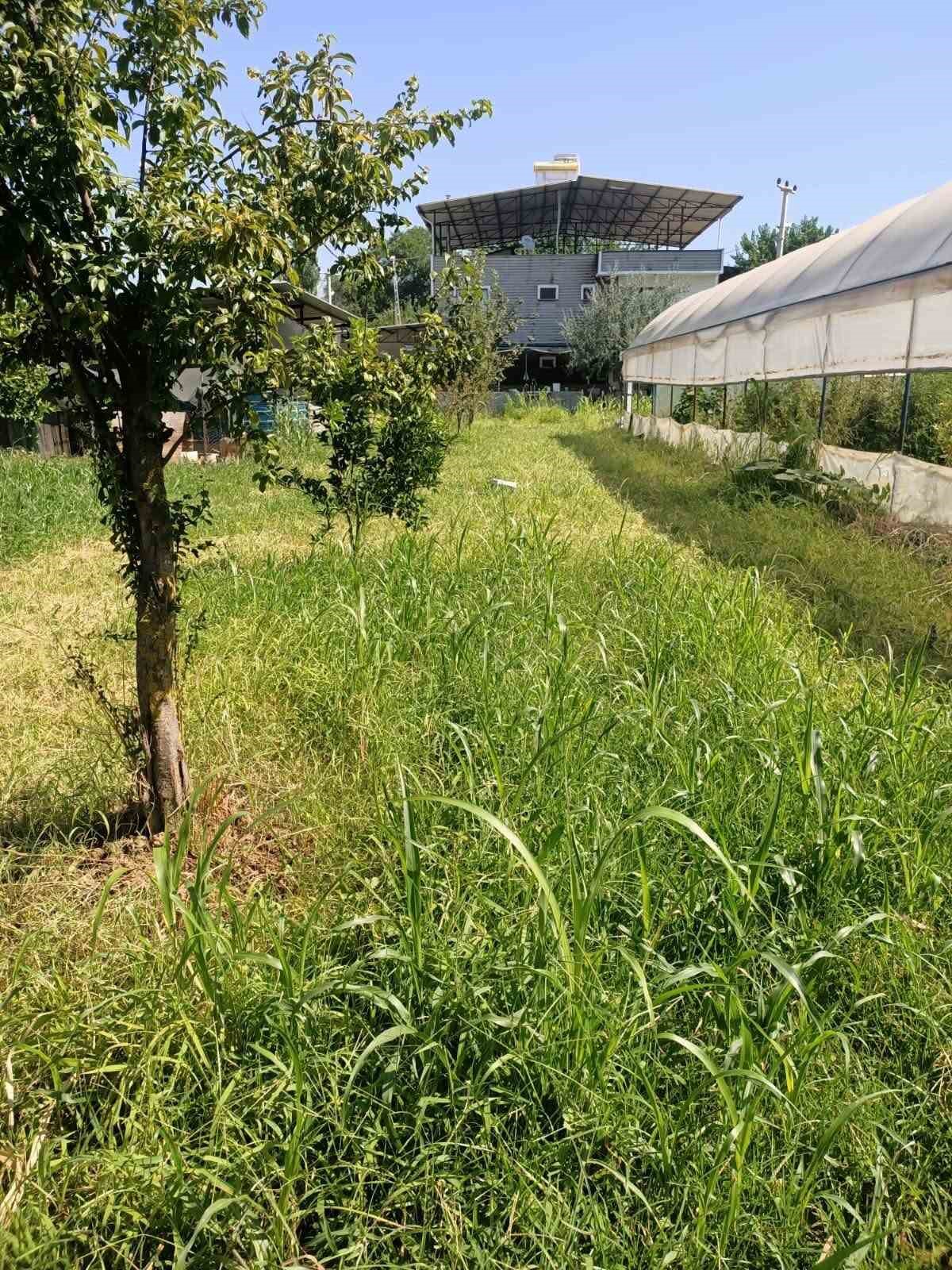 Aydın’da sorgum otu ekili alanlar kontrol edildi