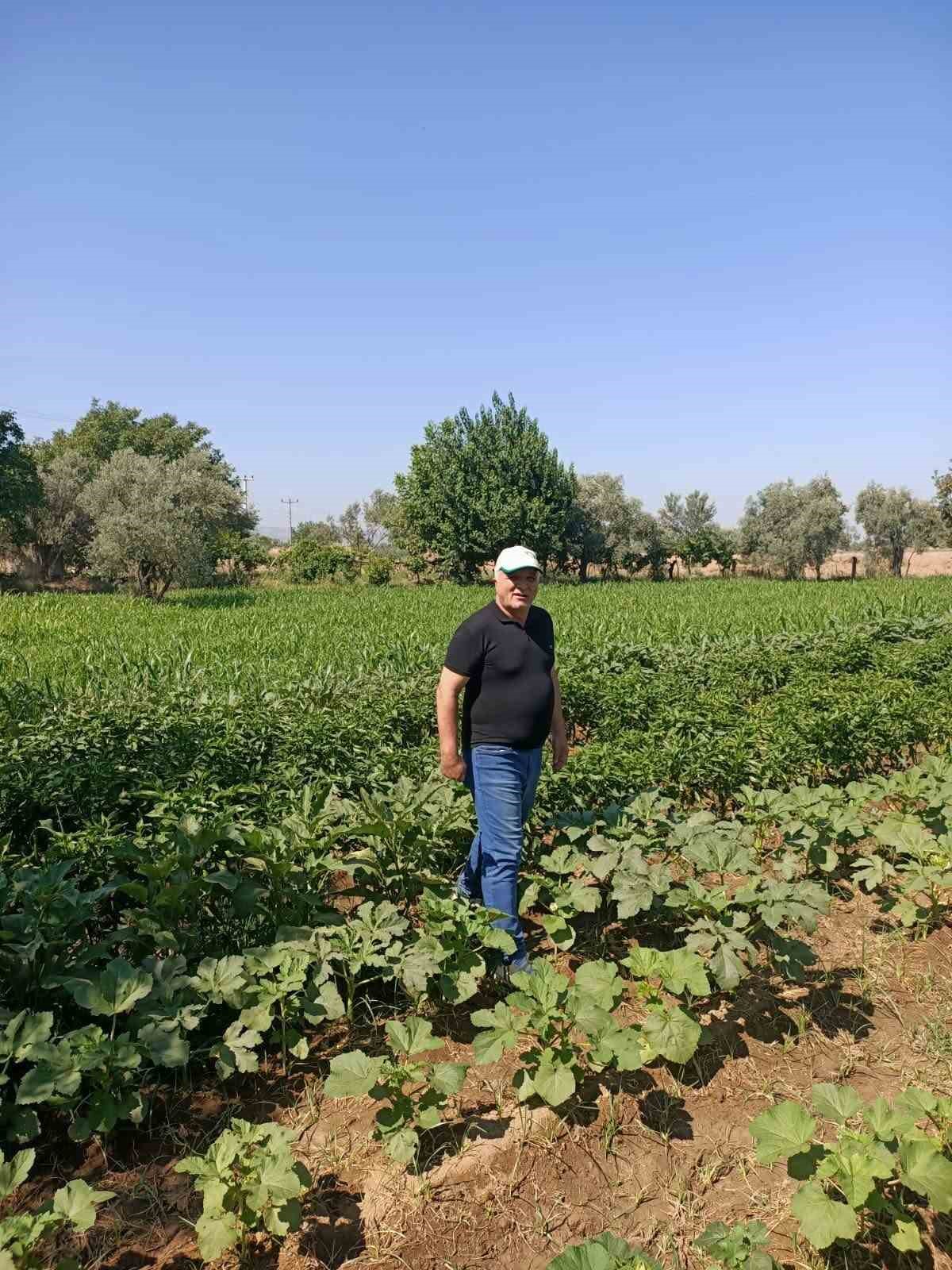 Aydın’da sorgum otu ekili alanlar kontrol edildi