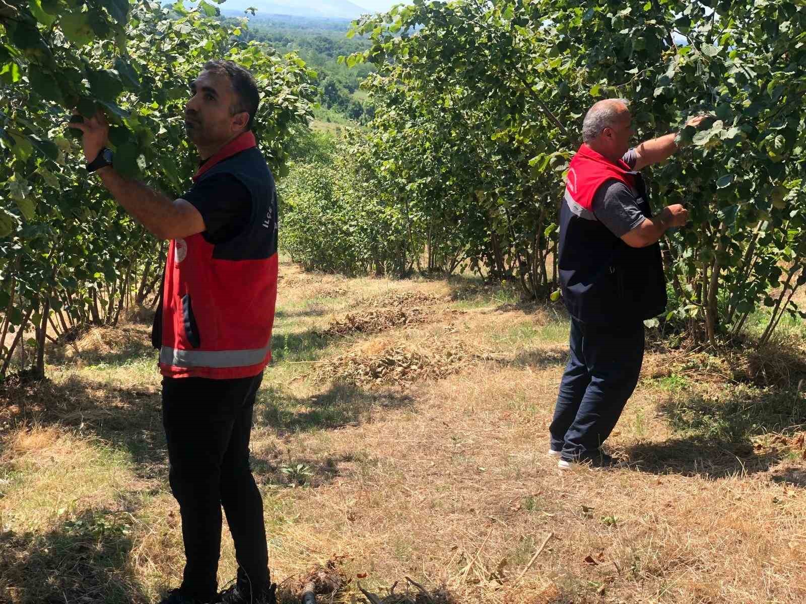 Kokarcada artış: Üreticiye mücadele çağrısı
