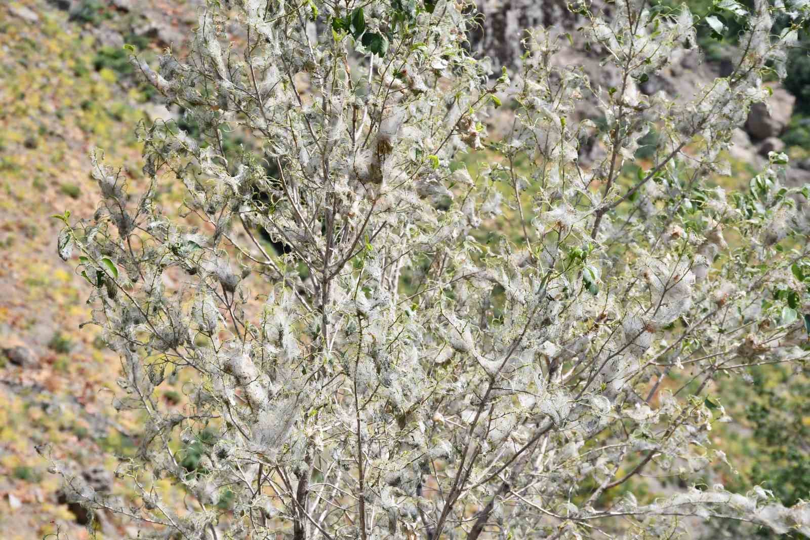 Şırnak’ta tırtıl istilası: Ağaçlar beyaza büründü