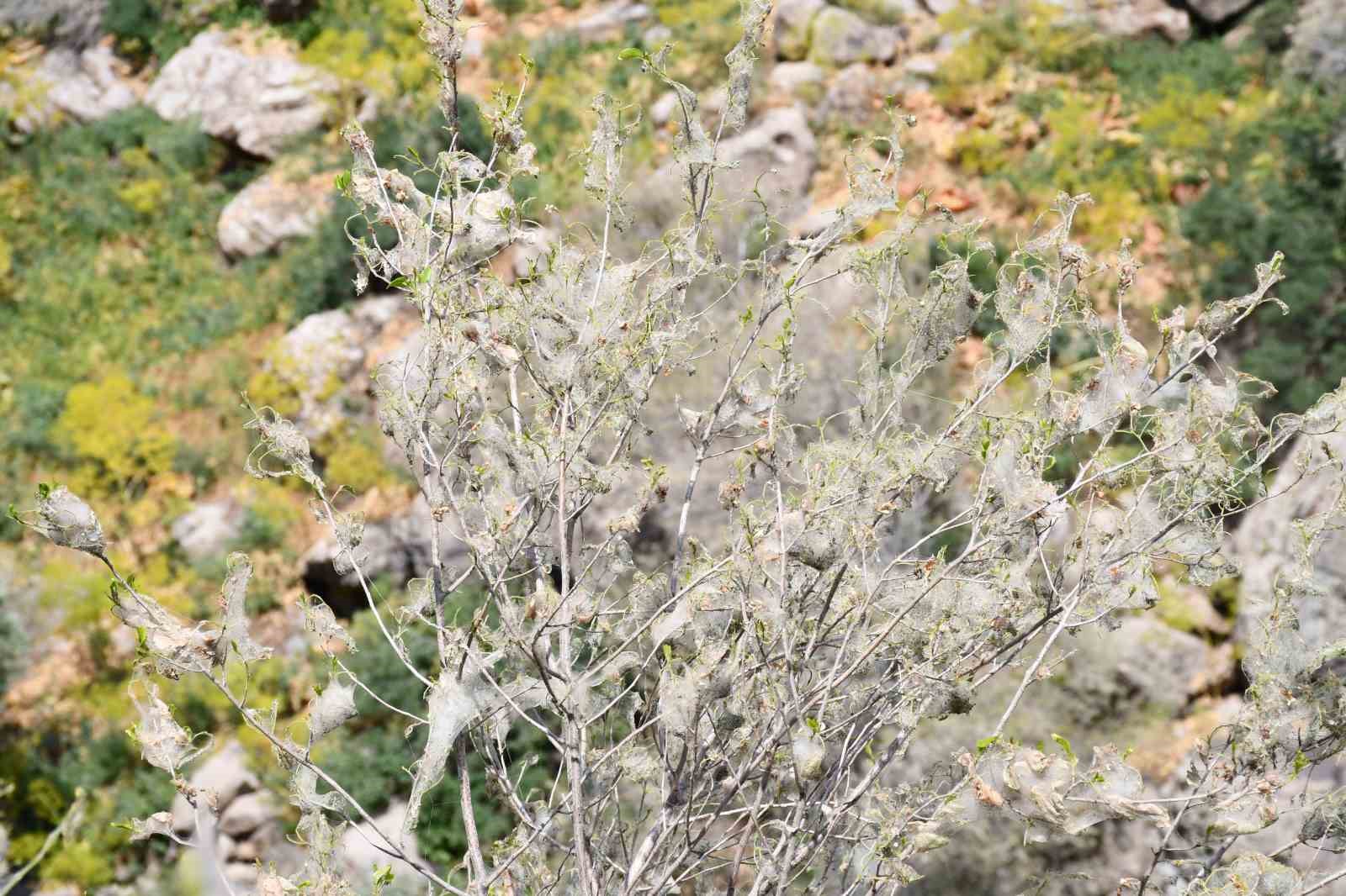 Şırnak’ta tırtıl istilası: Ağaçlar beyaza büründü