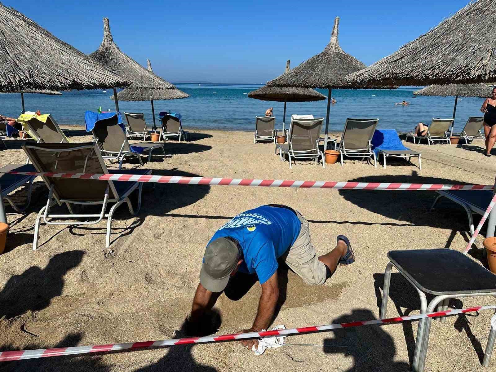 Didim’de 5 yıl sonra aynı plaja dönen caretta yeniden yuva yaptı