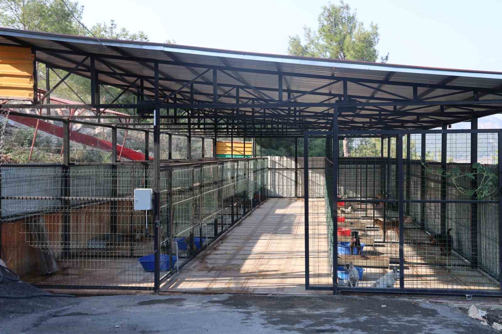 Kozan’da hedef sıfır sahipsiz sokak hayvanı