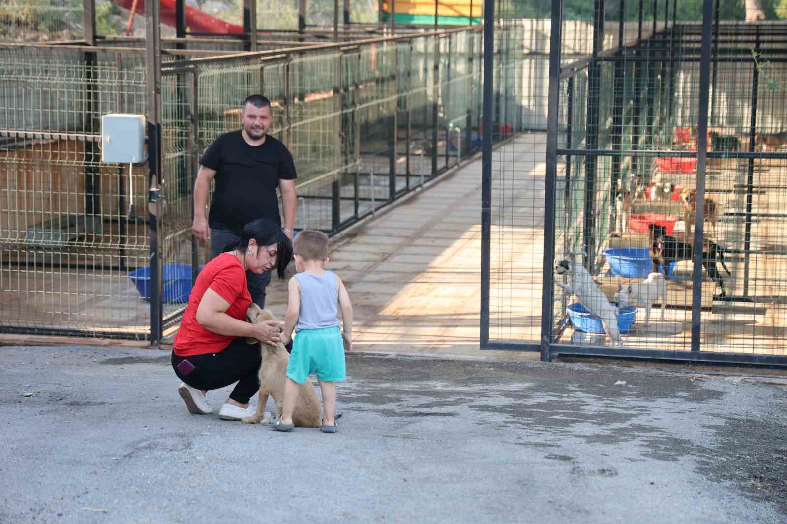 Kozan’da hedef sıfır sahipsiz sokak hayvanı