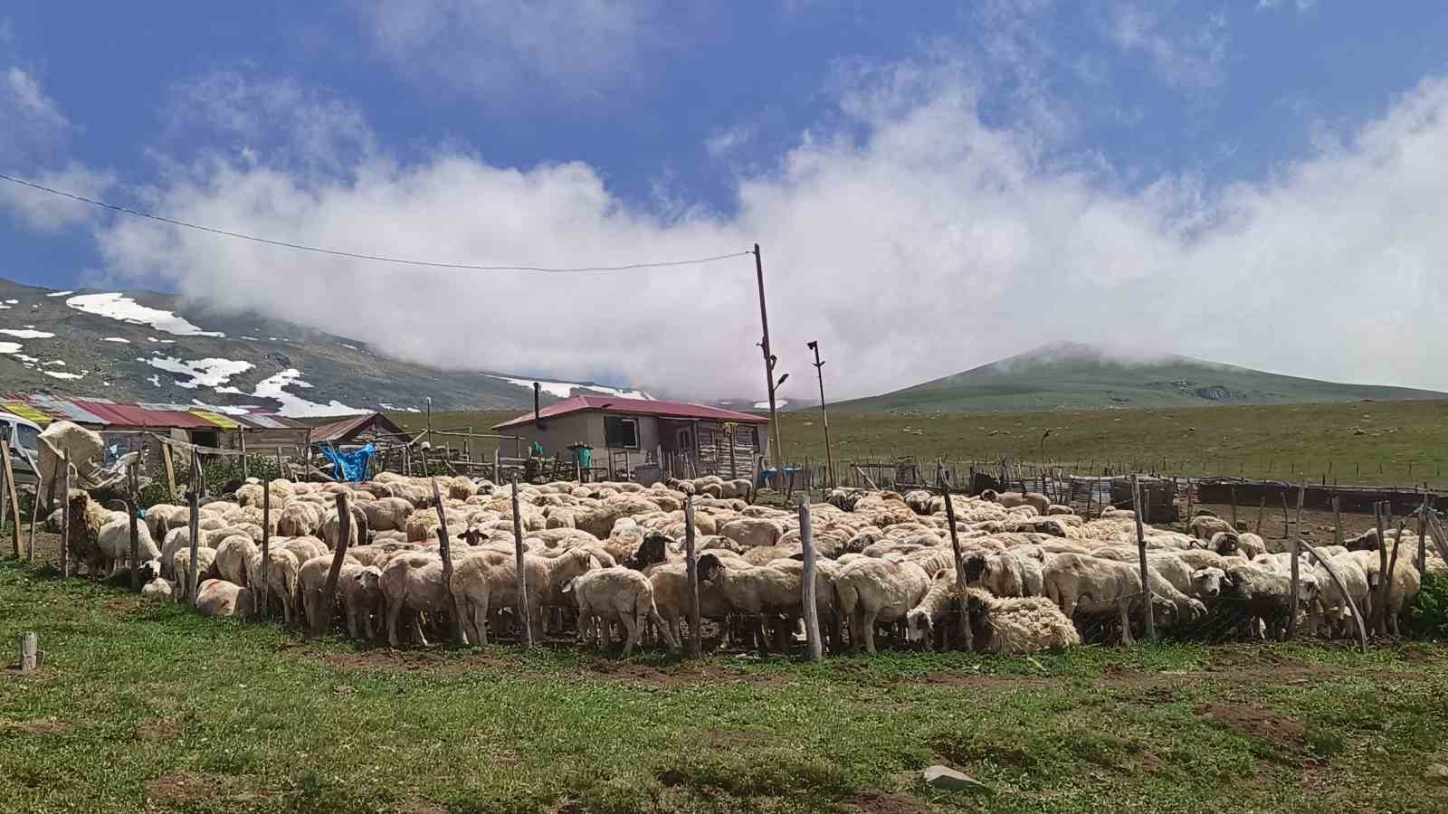 Ordu’nun yaylalarında yaz güzelliği