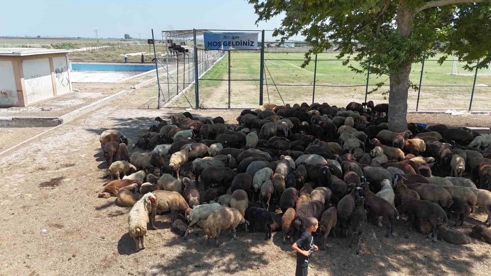 Havuz çürümeye terk edildi, çocuklar kanallarda boğuluyor