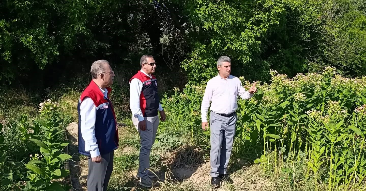 Aydın’da tütün üretiminin merkezi Karacasu’da kırım başladı